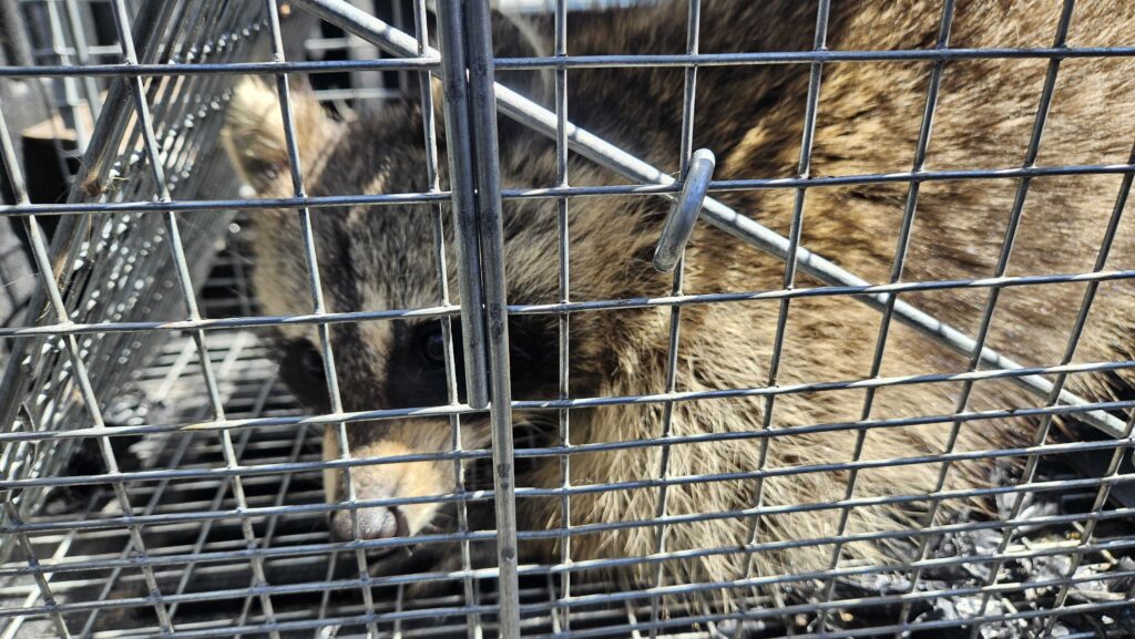 Pro Raccoon Removal & Squirrel Trapping