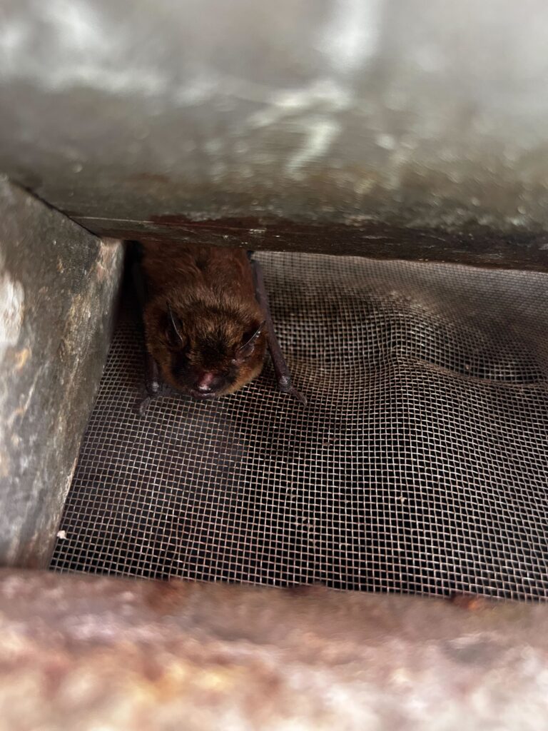 Pro Raccoon Removal & Squirrel Trapping