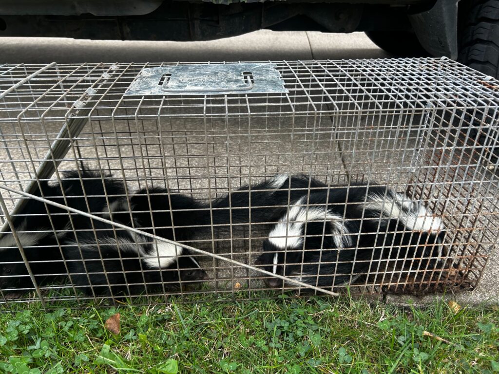 Pro Raccoon Removal & Squirrel Trapping