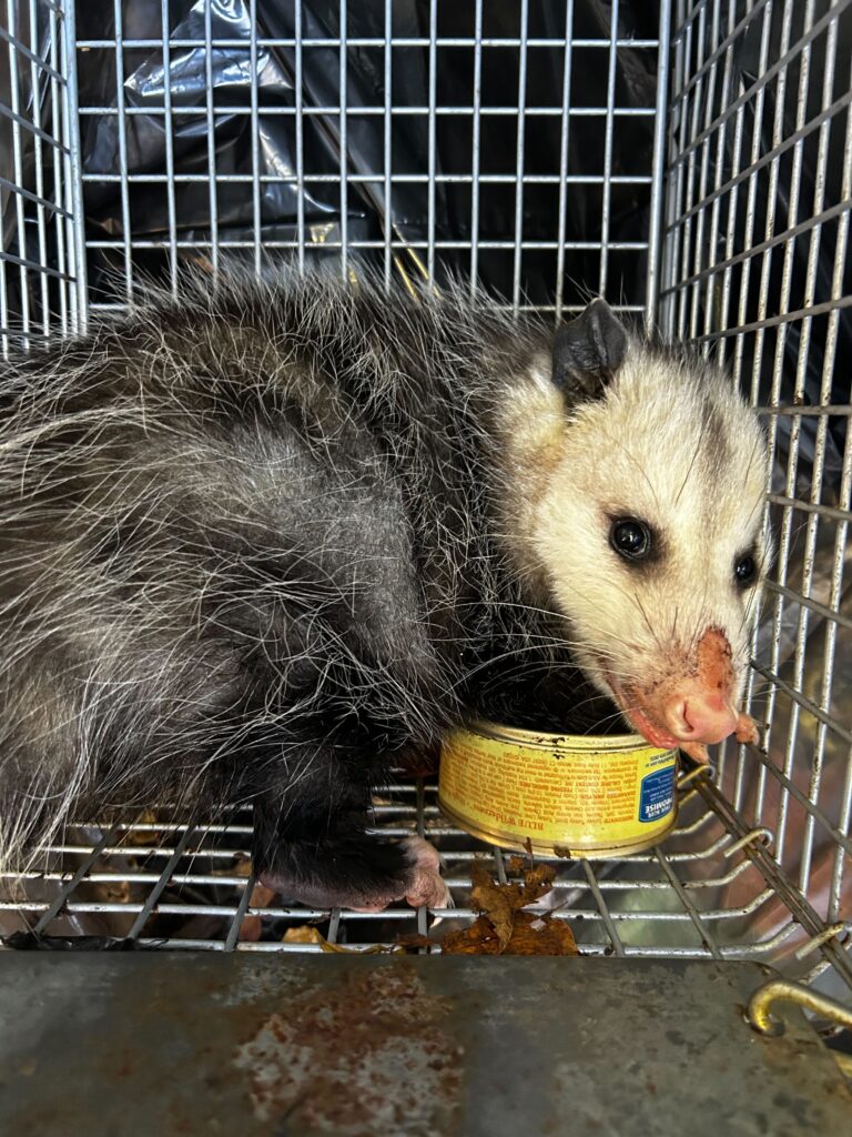 Pro Raccoon Removal & Squirrel Trapping