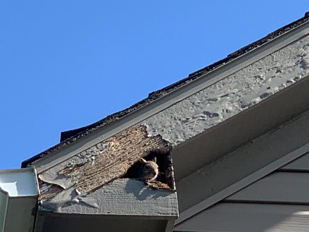Pro Raccoon Removal & Squirrel Trapping